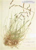 藏品(禾本科)的圖片